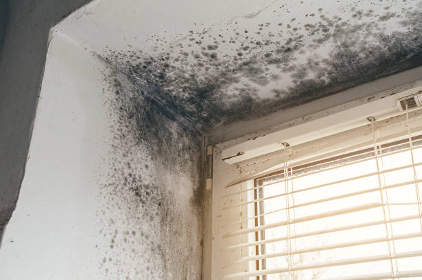 Affordable Attic Mold Remediation solutions in Hawk Run, PA